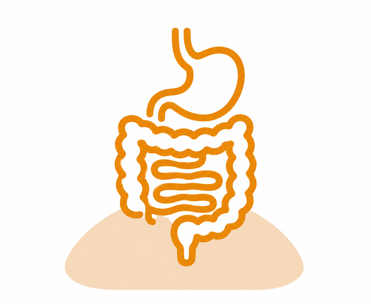 Digestive System